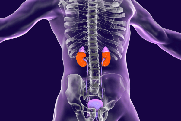 A Food Guide for a Healthy Urinary System