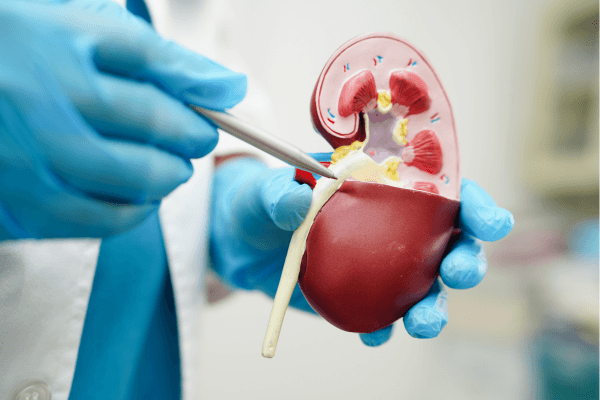 Your Kidney Health Report Card: A Simple Guide to Kidney Function Tests